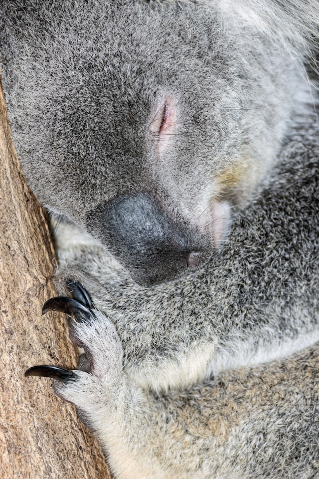 koala durmiendo en un arbol