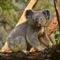 Koala subido a un arbol