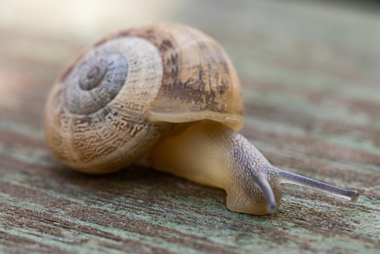 macro caracol en madera