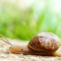 Caracol arrastrandose