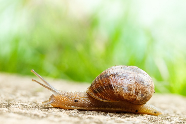 Caracol arrastrandose