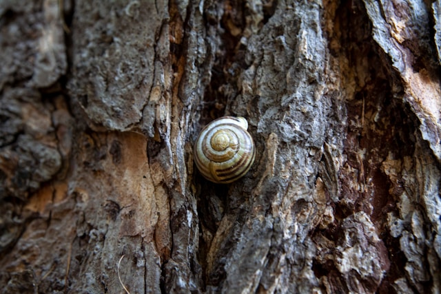 Caracol en un arbol